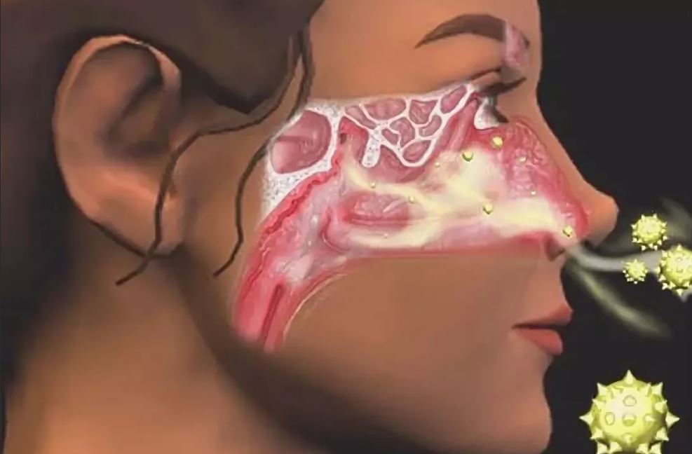 Как запахи попадают в нос