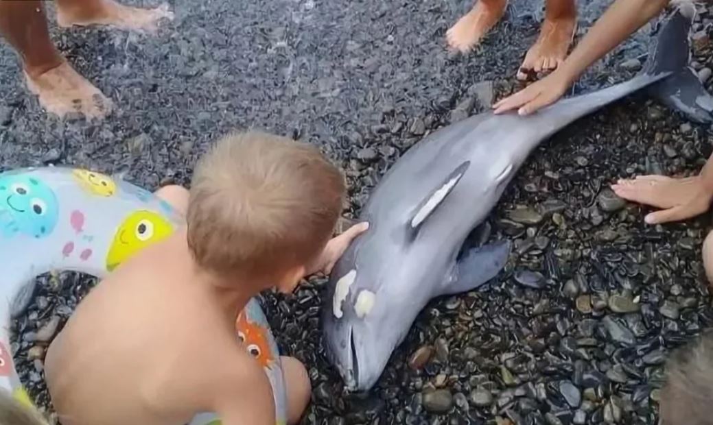 Как мы с внуками дельфина спасли